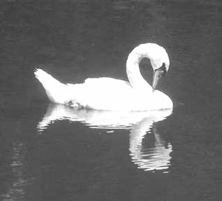 swan4